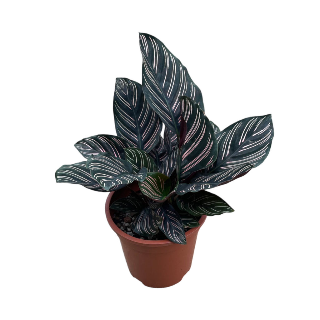 Pin-Stripe Calathea in Lavender Lilac Jazz Round