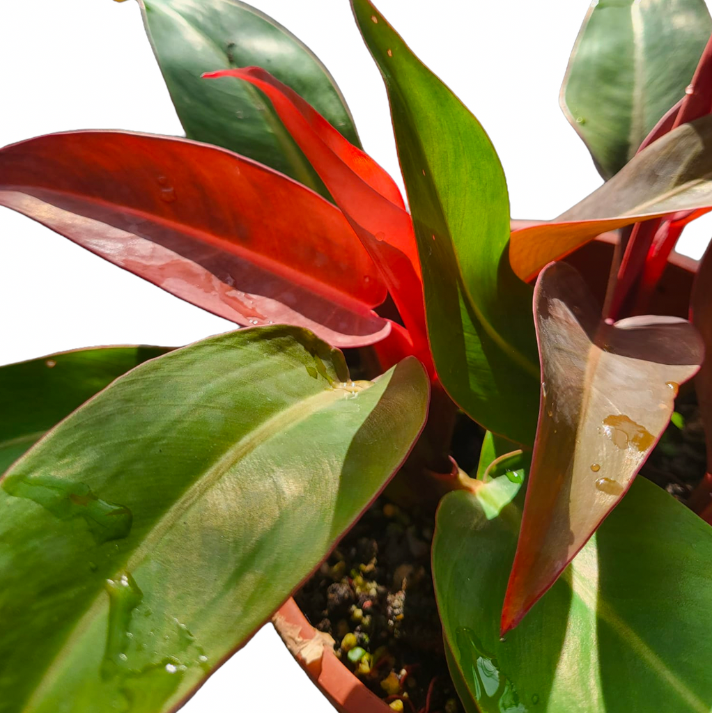 Philodendron 'Sun Red' in White B For Original Round 18cm (0.35m)