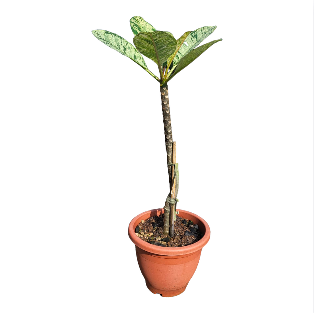 Plumeria, Frangipani variegated (1.3m)