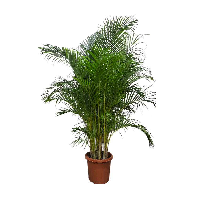 Yellow Palm in White High Cylinder Series 39.5cm (1.8m)
