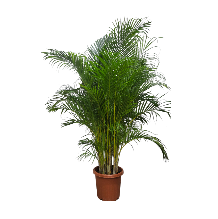 [AS-IS] Dypsis lutescens, Golden Cane Palm, Yellow Palm (1.5m)