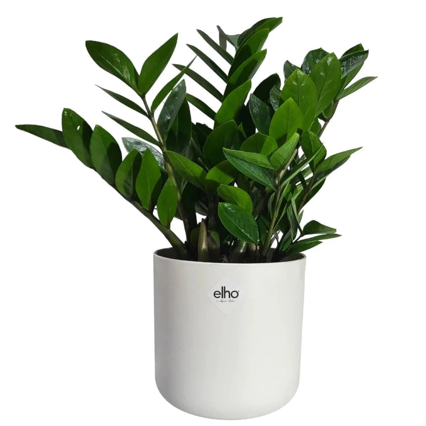 ZZ Plant with Personal Care Gift Set