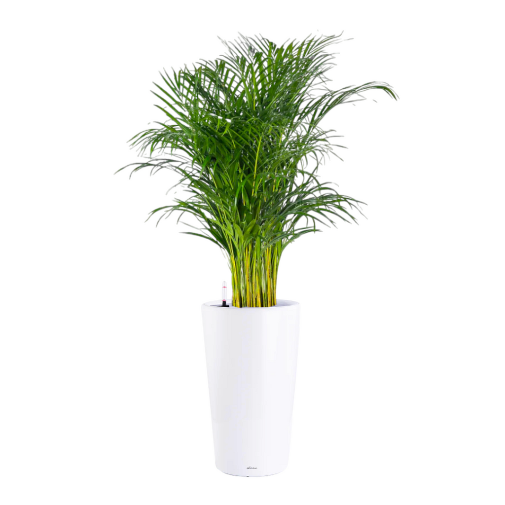 Yellow Palm in White High Cylinder Series 39.5cm (1.8m)