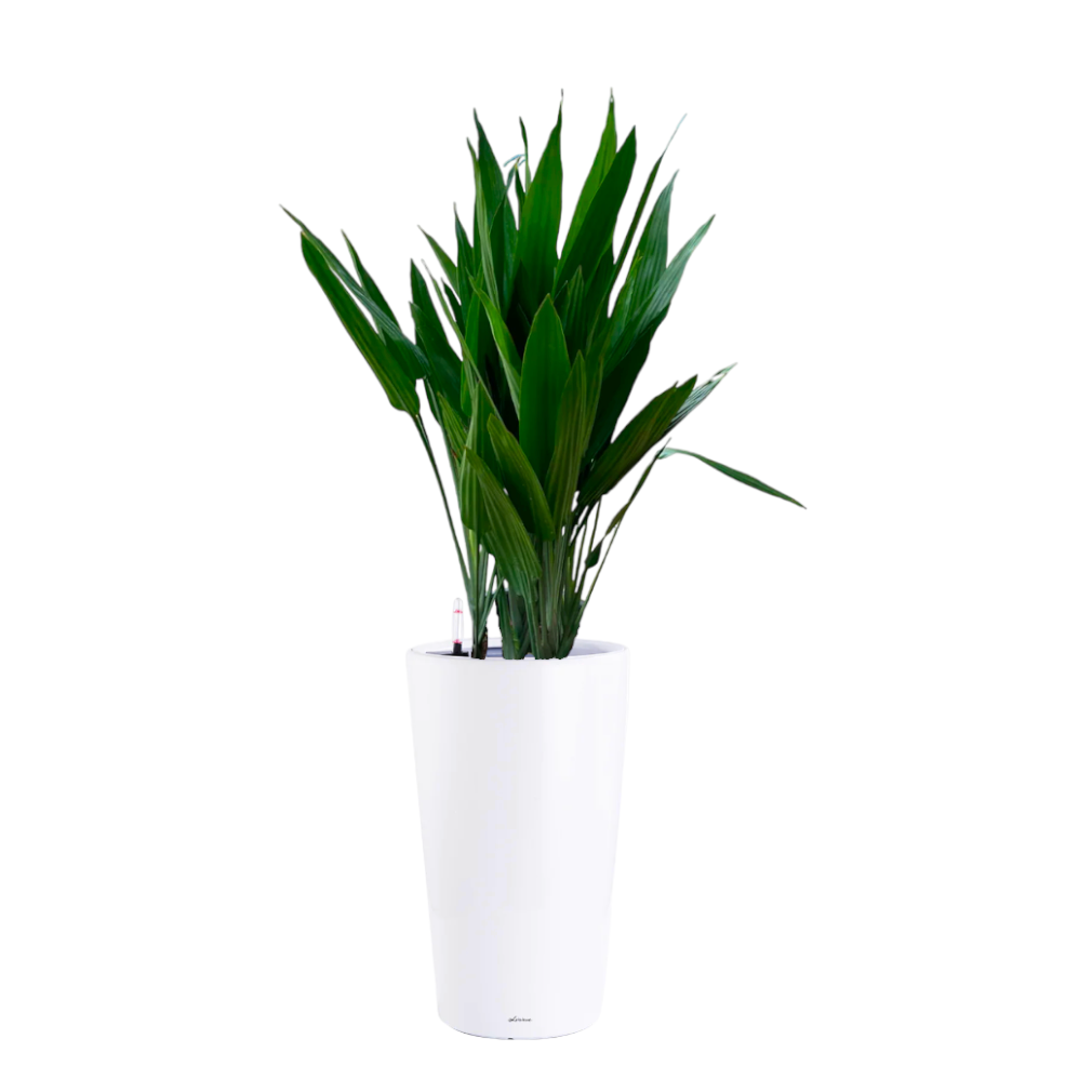 Dracaena Thalioides in White High Cylinder Series 39.5cm (1.4m)