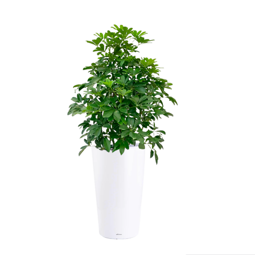 Schefflera Tree in White High Cylinder Series 39.5cm (1.3m)