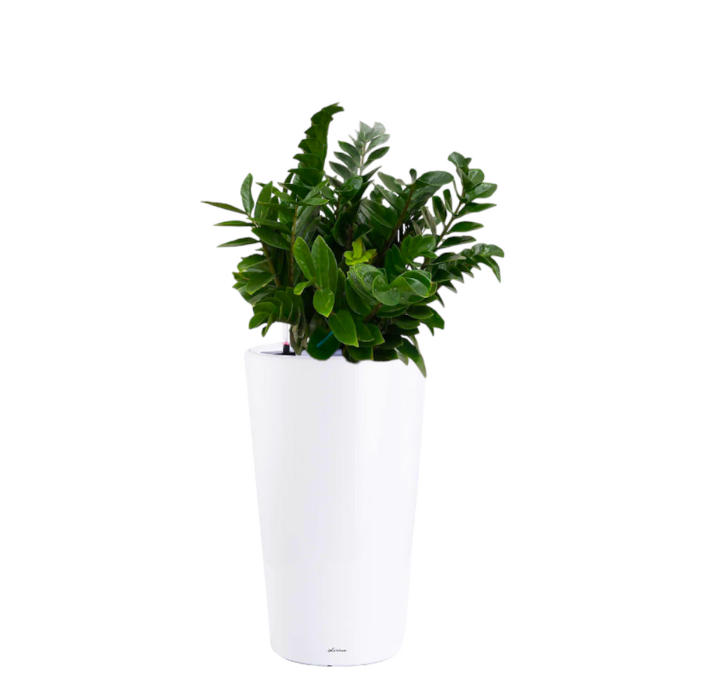 ZZ plant in White High Cylinder Series 39.5cm (1.2m)