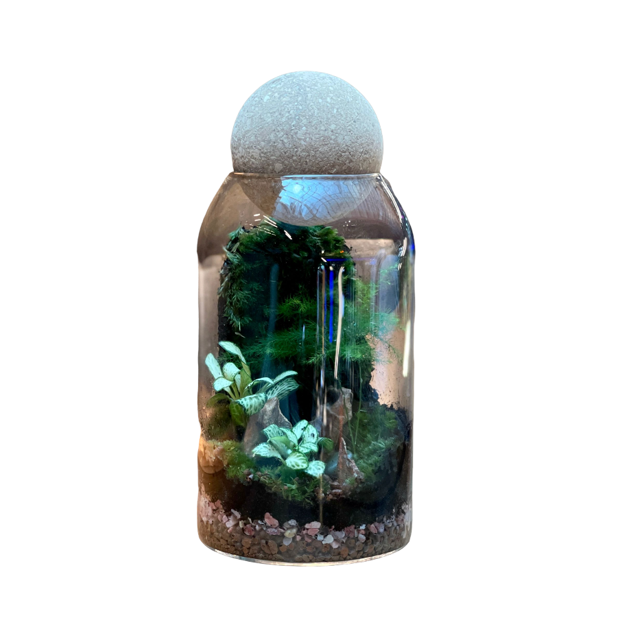 Mini Wood Ball Closed Terrarium