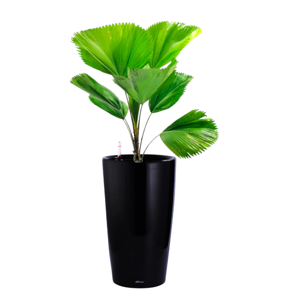 Ruffled Fan Palm in Black High Cylinder Series 39.5cm (1.4m)