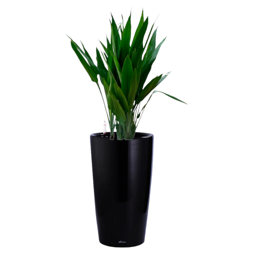 Dracaena Thalioides in Black High Cylinder Series 39.5cm (1.4m)