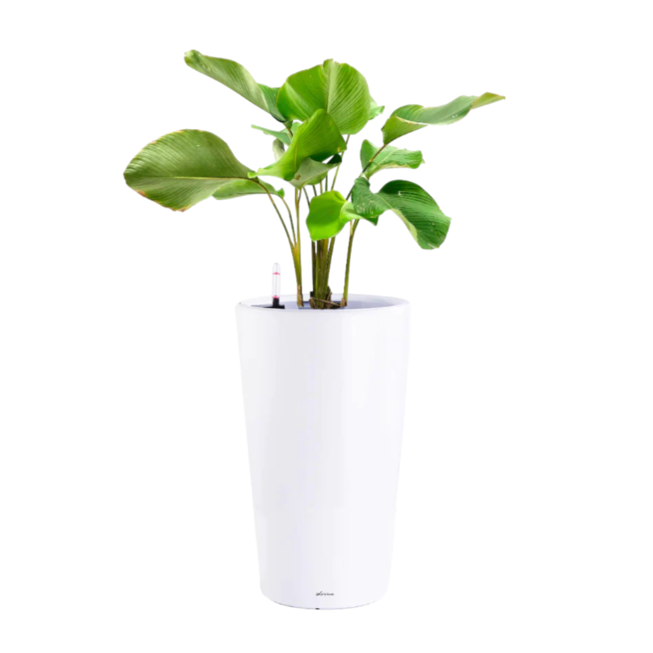 Calathea Lutea in White High Cylinder Series 39.5cm (1.1m)