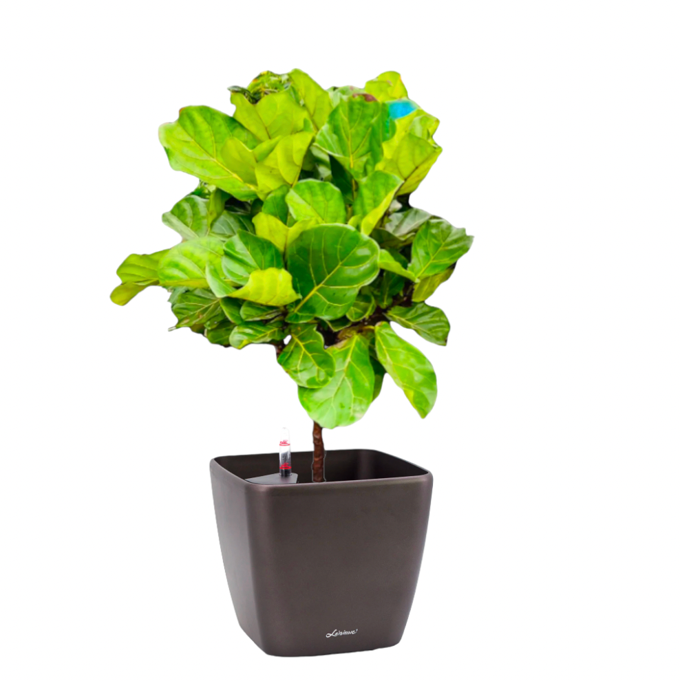 Ficus Lyrata in Black Dumpy Square 45cm (1.8m)