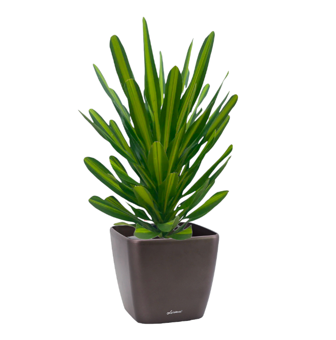 Dracaena Gymis Variegated in Black Dumpy Square 45cm (1.4m)