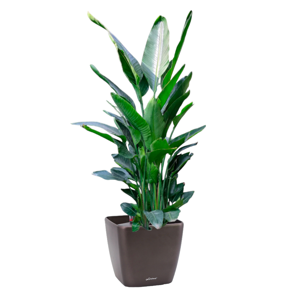 Bird of Paradise in Black Dumpy Square 45cm (1.8m)