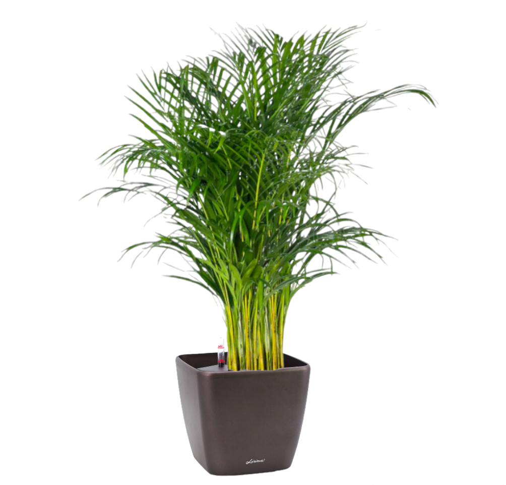 Yellow Palm in Black Dumpy Square 45cm (1.8m)