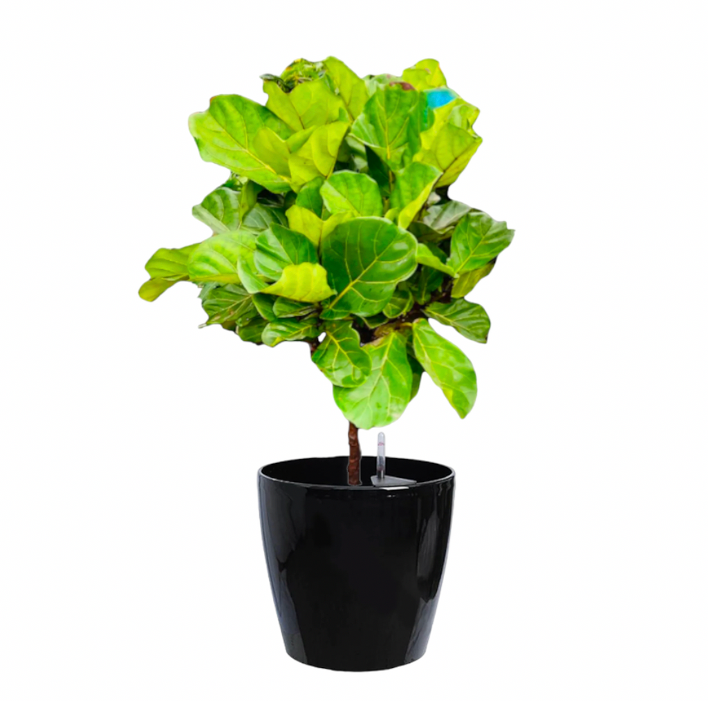 Ficus Lyrata in Black Dumpy Round 45cm (1.8m)