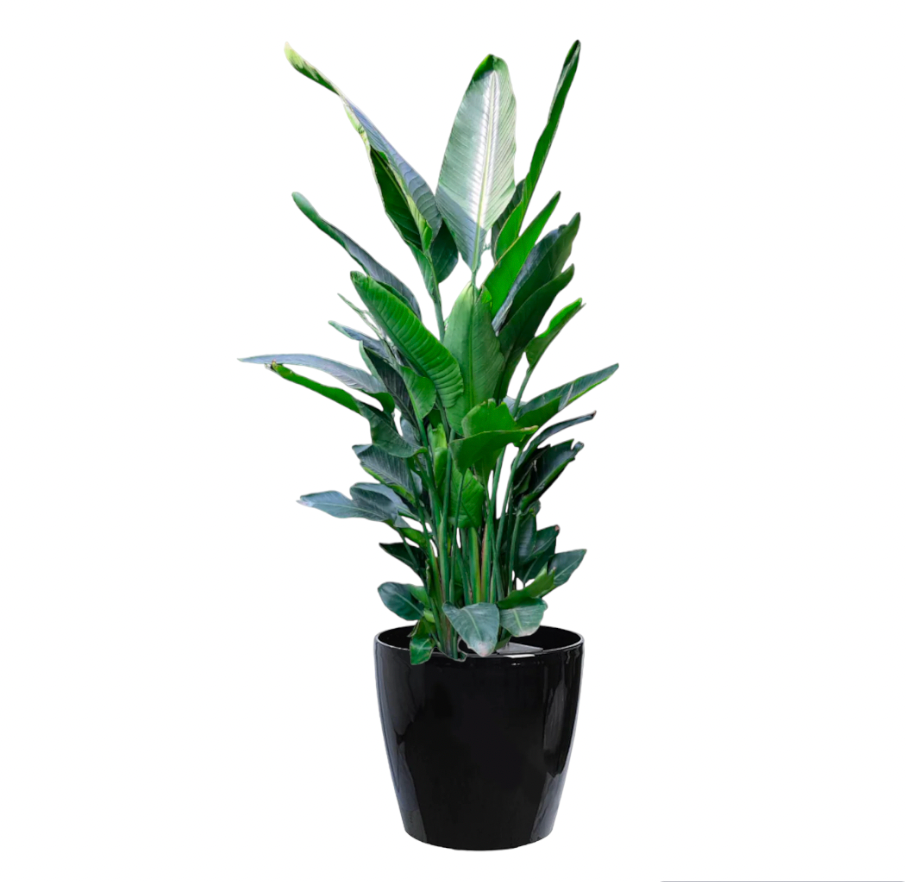 Bird of Paradise in Black Dumpy Round 45cm (1.8m)