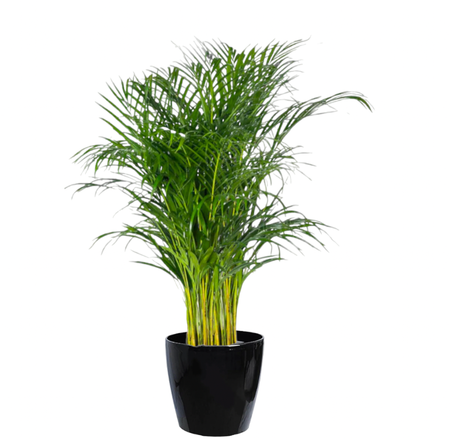 Yellow Palm in Black Dumpy Round 45cm (1.8m)