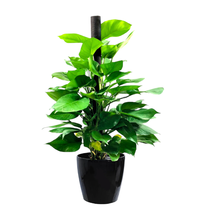 Money Plant in Black Dumpy Round 45cm (1.8m)