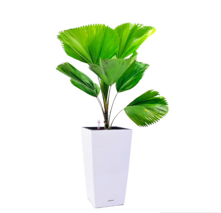 Licuala Palm in White Square Cylinder 39cm (1.5m)