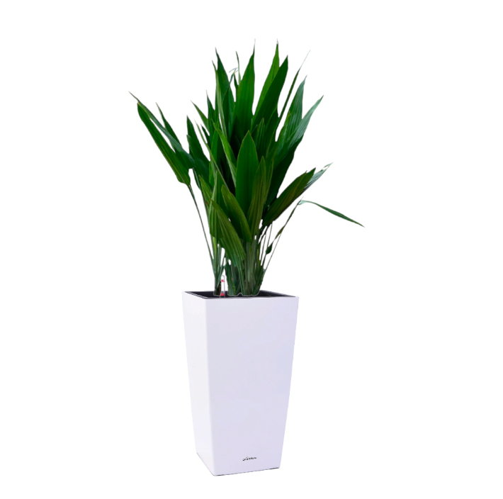 Dracaena Thalioides in White Square Cylinder 39cm (1.4m)