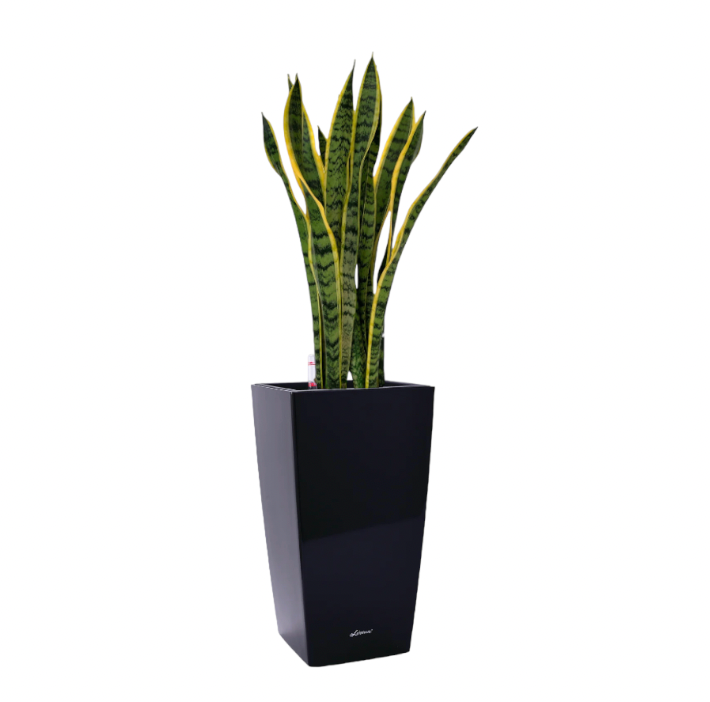 Snake Plant in Black Square Cylinder 39cm (1.4m)