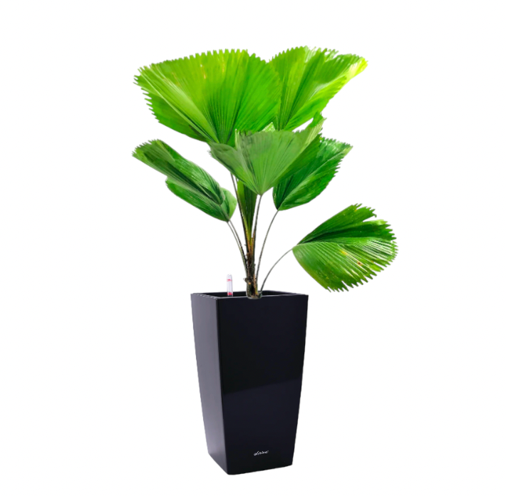 Licuala Palm in Black Square Cylinder 39cm (1.5m)