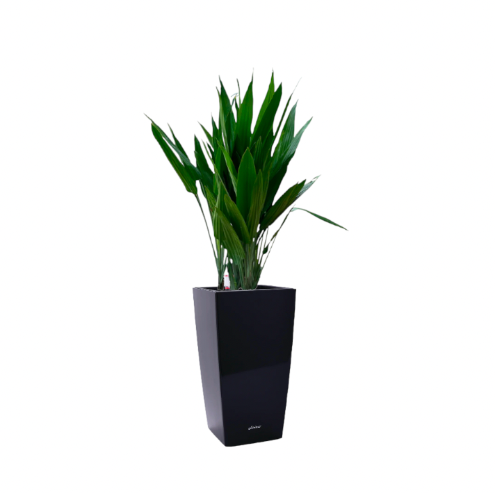 Dracaena Thalioides in Black Square Cylinder 39cm (1.4m)