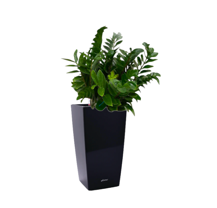 ZZ plant in Black Square Cylinder 39cm (1.3m)