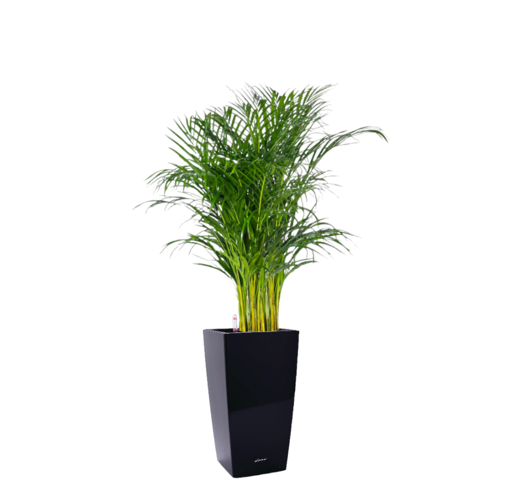 Yellow Palm in Black Square Cylinder 39cm (1.6m)