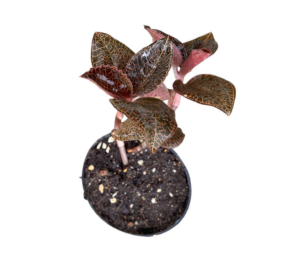 Anoectochilus, Jewel Orchid (0.1m)