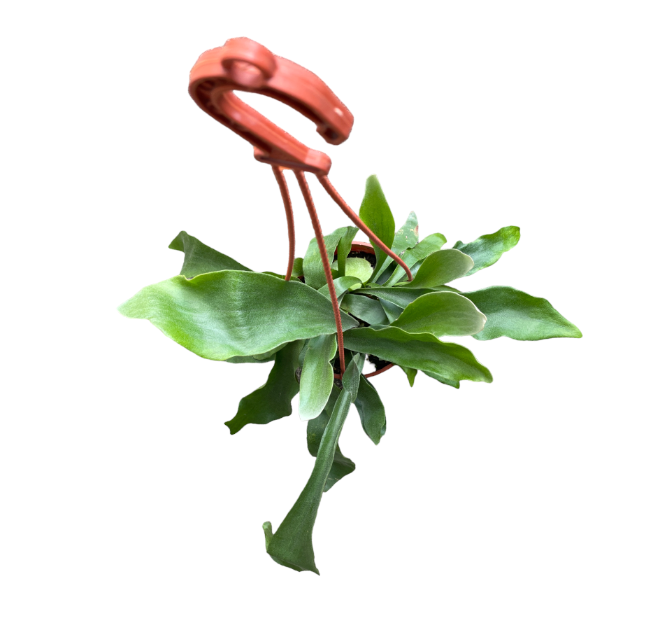 Platycerium alcicorne, Staghorn Fern (0.4m)
