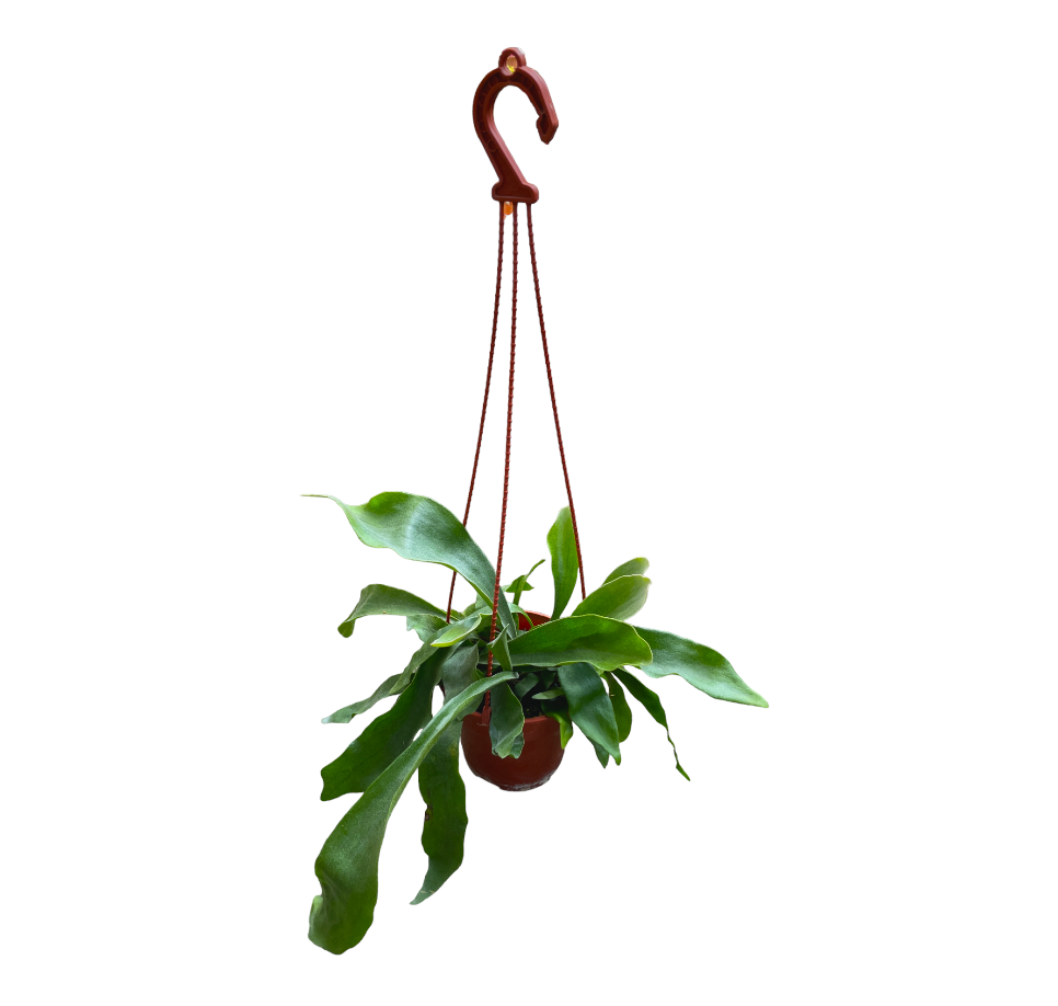Platycerium alcicorne, Staghorn Fern (0.4m)