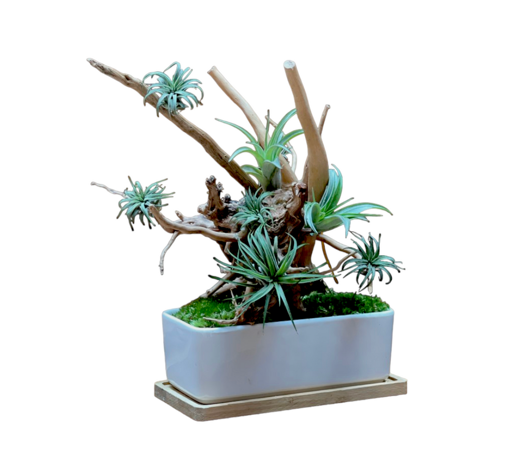 Enchanted Forest: Airplant Bonsai Potted Plant Set