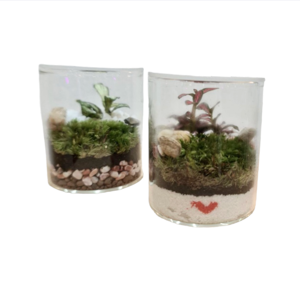 Tranquil Oasis: Closed Ornamental Miniature Forest Glass Cylinder