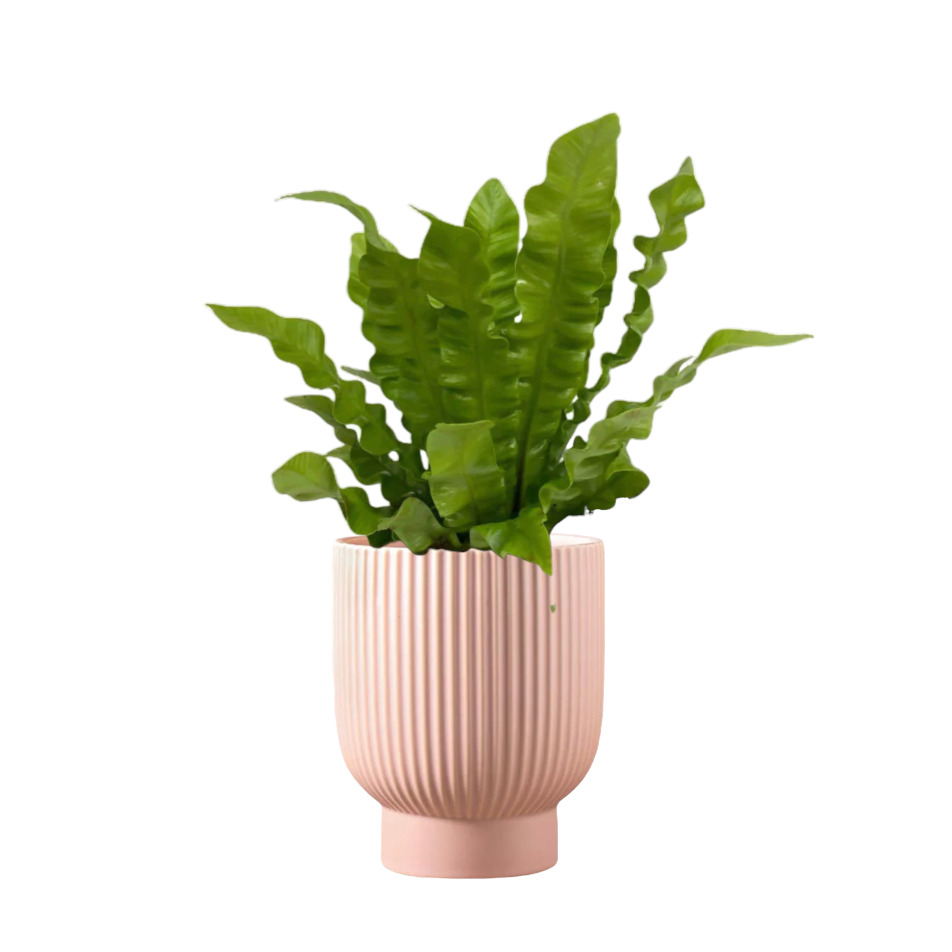 Bird Nest Fern in Camille Planter