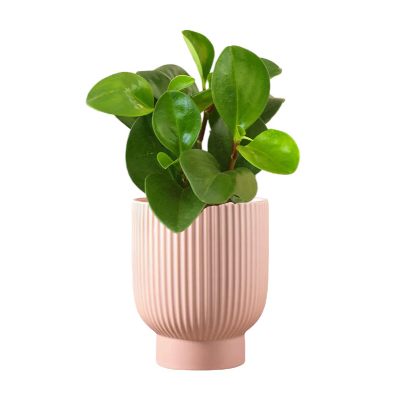 Peperomia Obtusifolia in Camille Planter