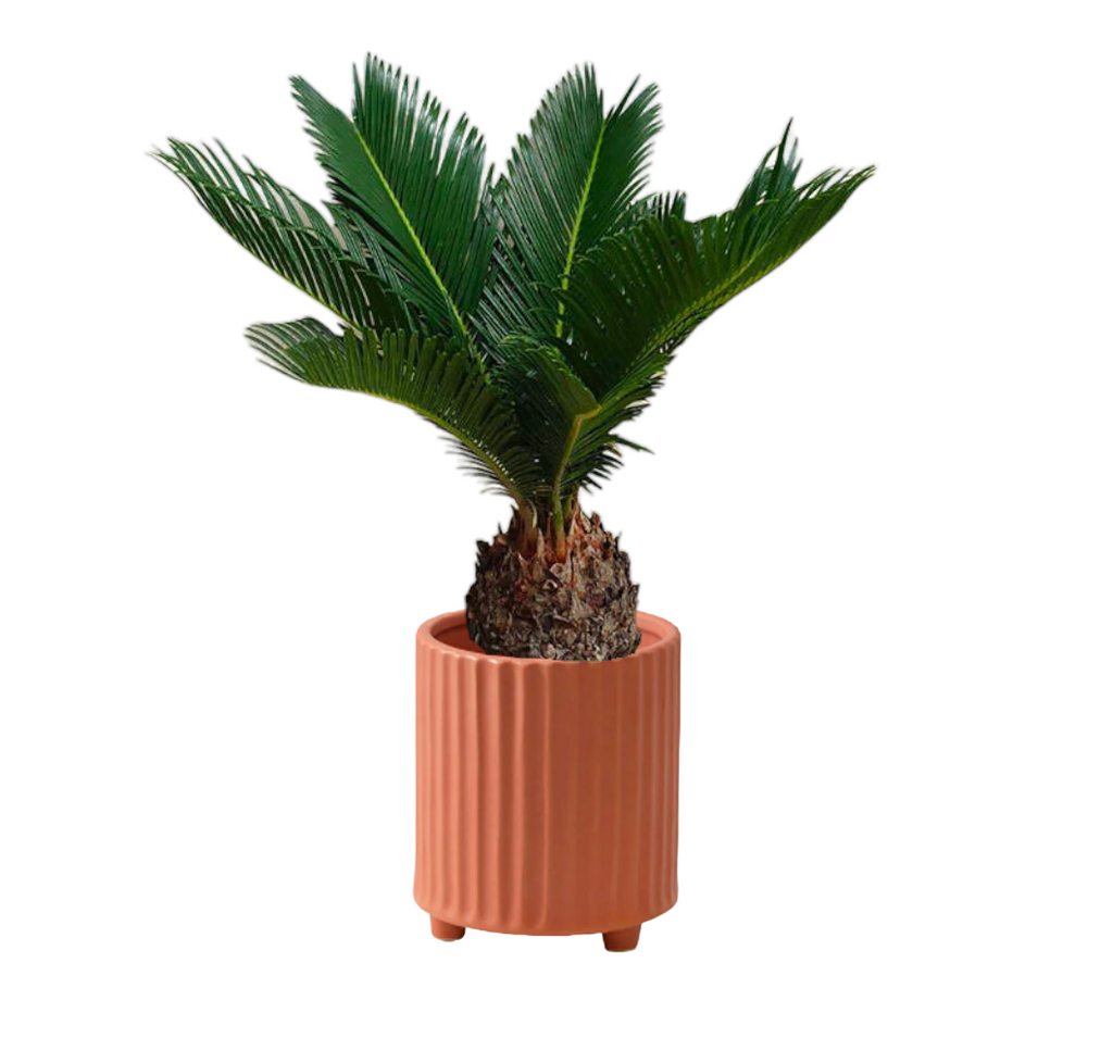 Sago Palm in Terra Cotta Lagome Planter