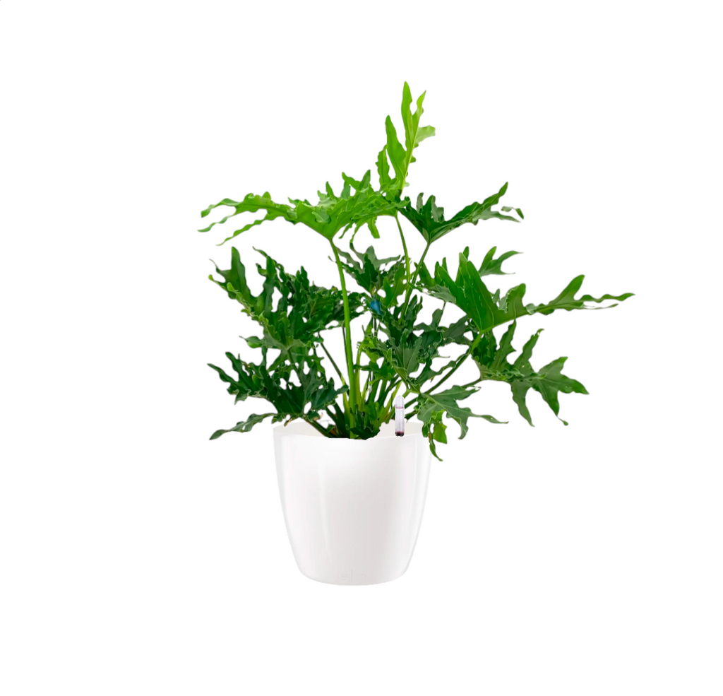 Philodendron Selloum in White Brussels Diamond Round 30cm (0.6m)