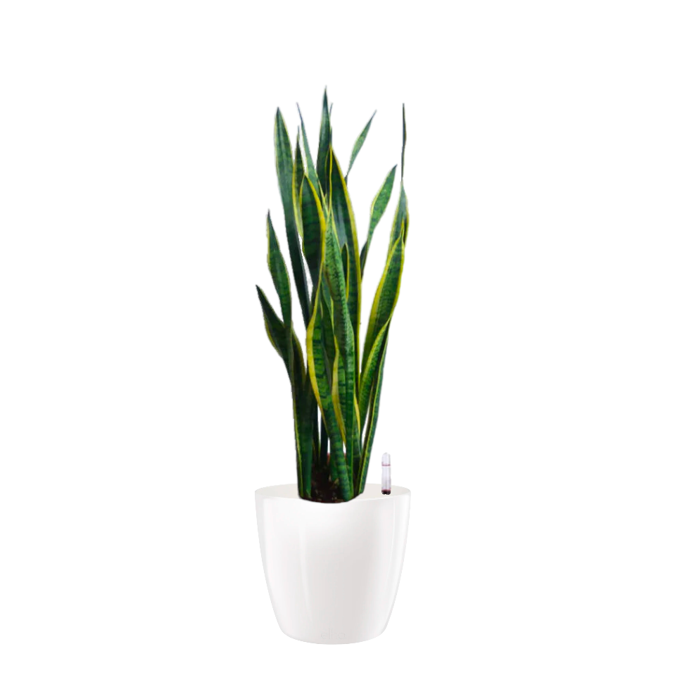 Sansevieria Snake Plant in White Brussels Diamond Round 30cm (0.7m)