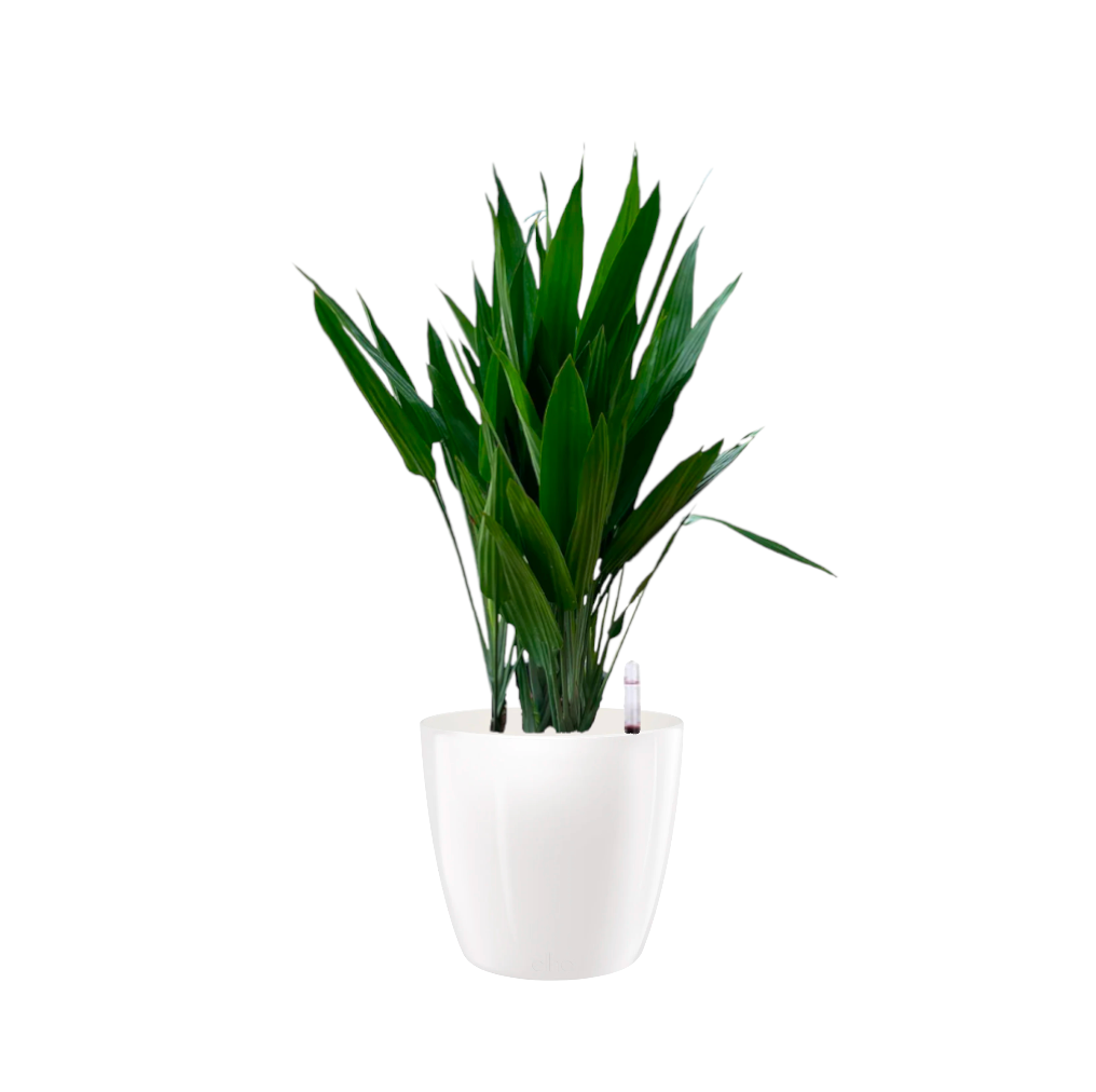 Dracaena Thalioides in White Brussels Diamond Round 30cm (1.0m)