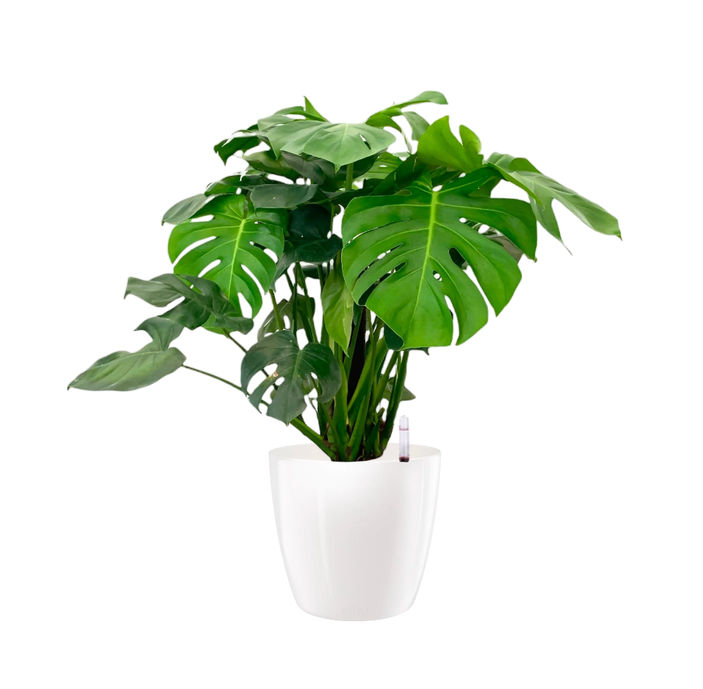 Monstera Deliciosa in White Brussels Diamond Round 30cm (0.9m)