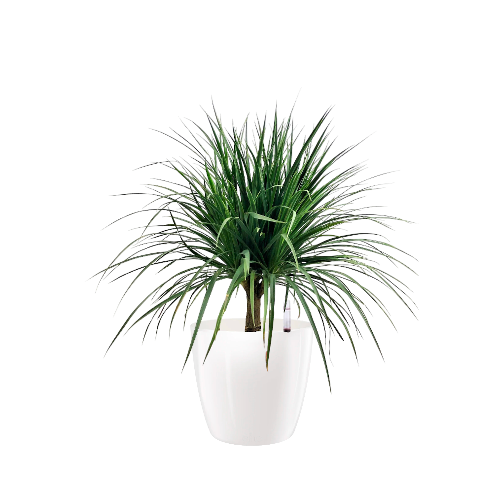 Dracaena 'Cambodian Dragon Tree' in White Brussels Diamond Round 30cm (0.6m)