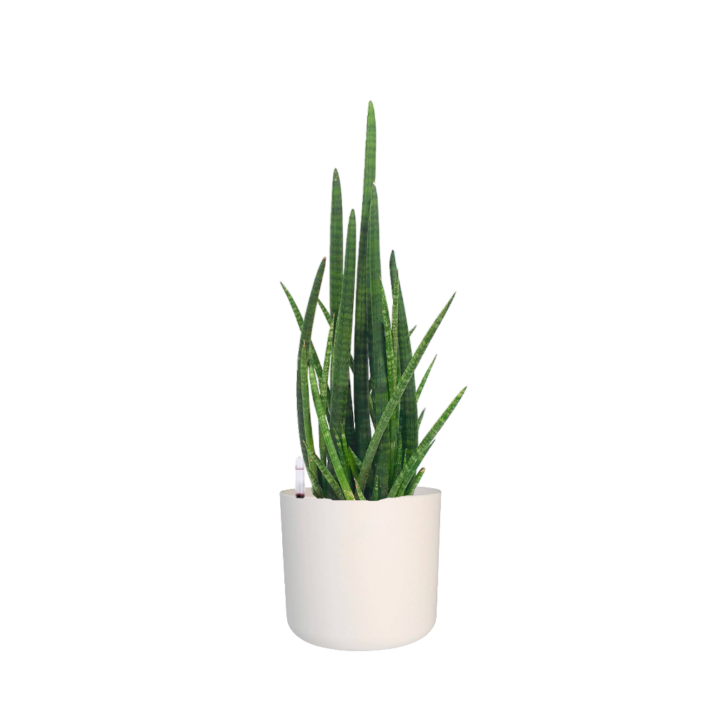 Sansevieria Cylindrica in White B For Soft Round 18cm (0.6m)