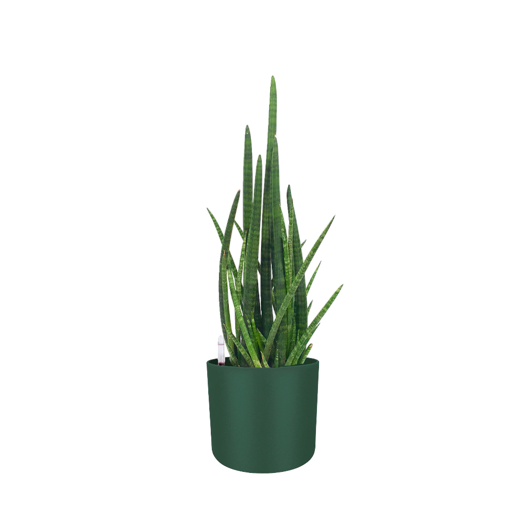 Sansevieria Cylindrica in Leaf Green B For Soft Round 18cm (0.6m)