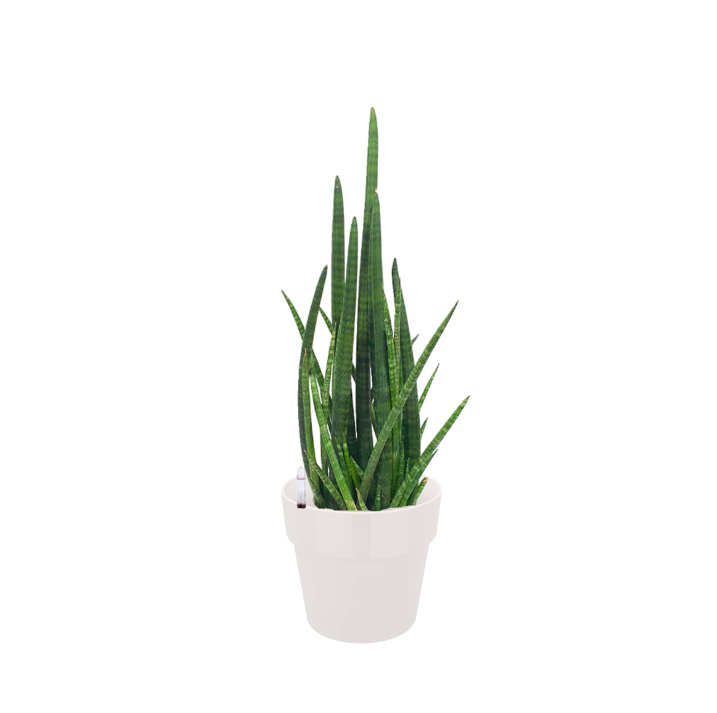 Sansevieria Cylindrica in White B For Original Round 18cm (0.6m)