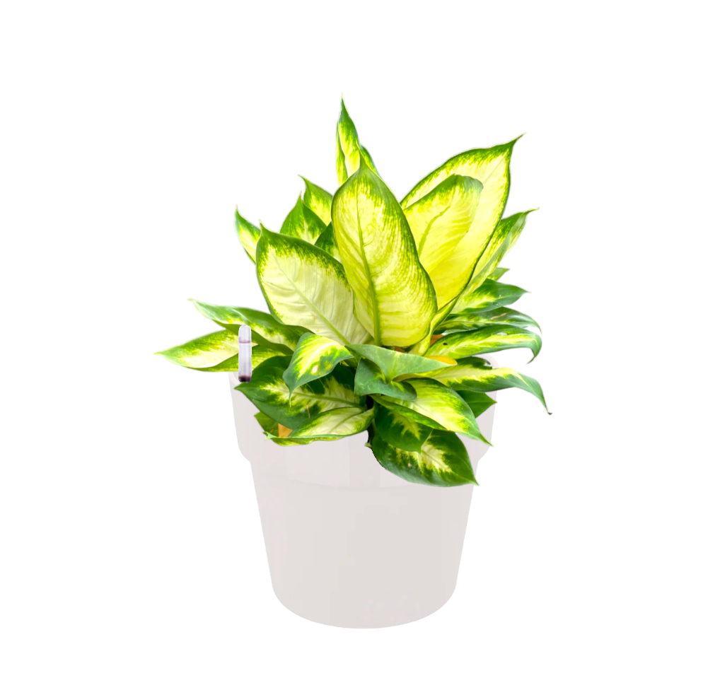 Dieffenbachia Mariana in White B For Original Round 18cm (0.5m)