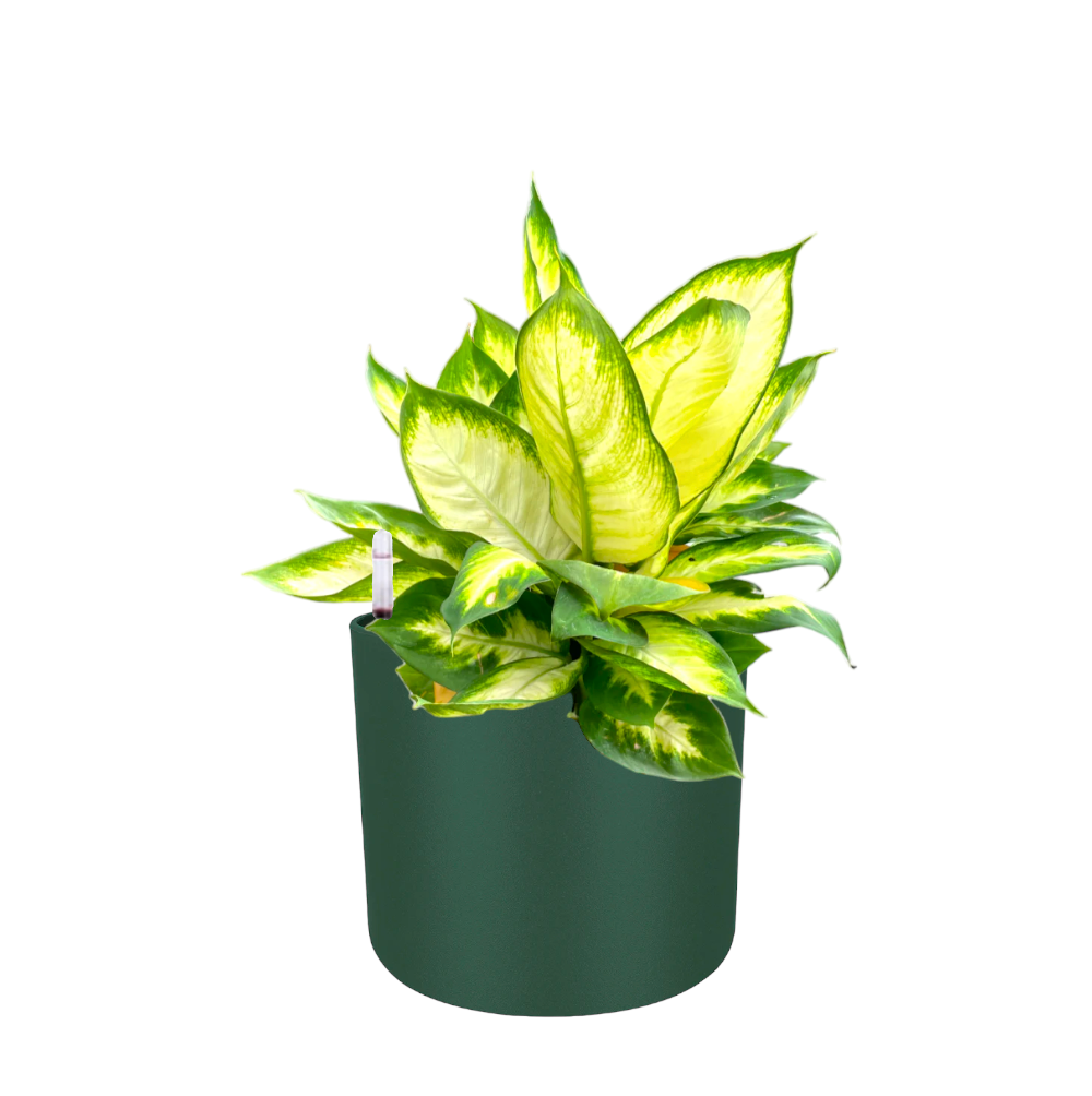 Dieffenbachia Mariana in Leaf Green B For Soft Round 18cm(0.5m)