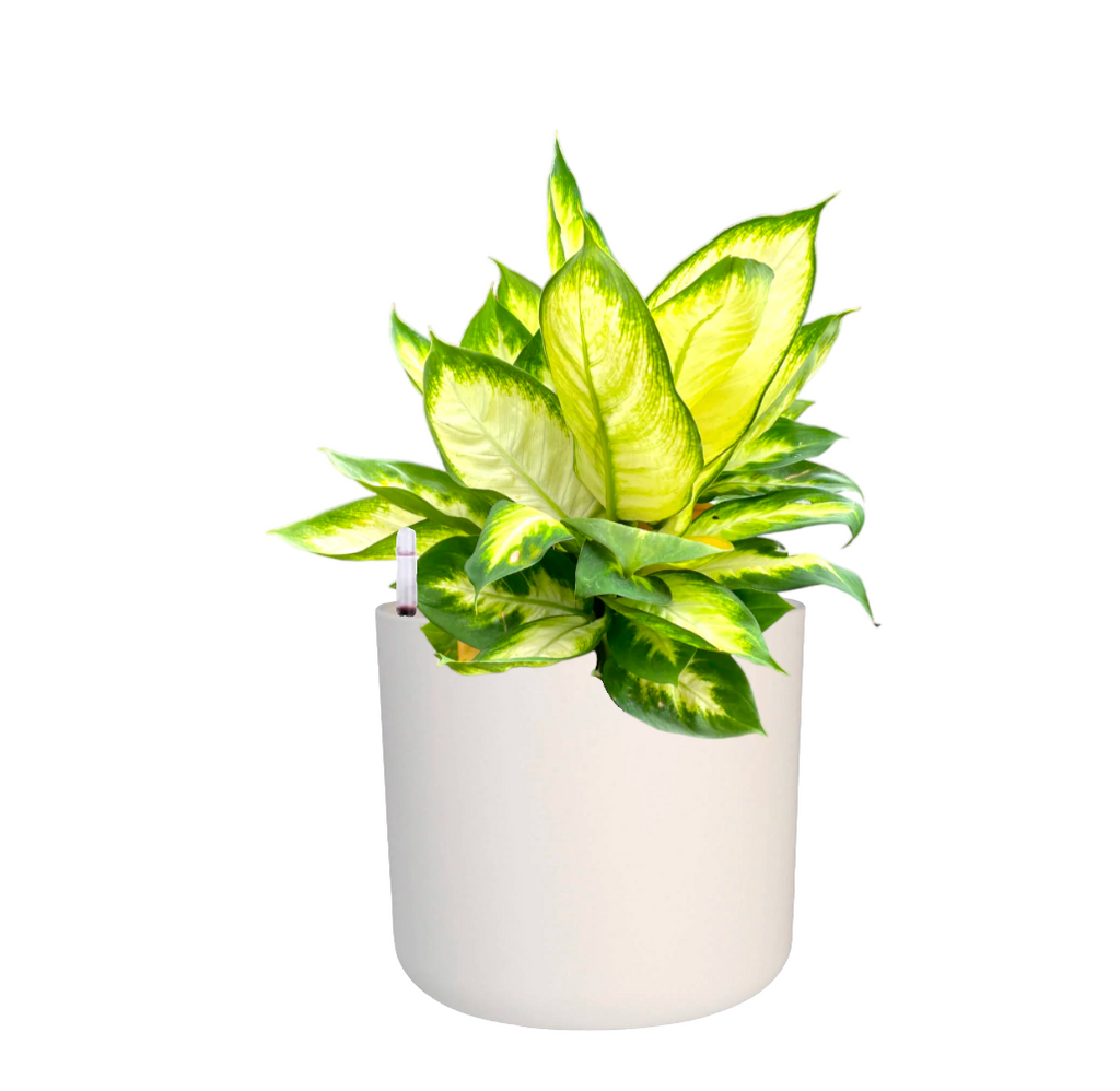 Dieffenbachia Mariana in White B For Soft Round 18cm (0.5m)