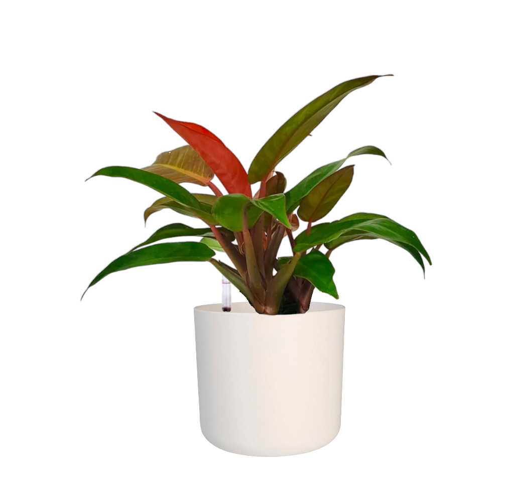 Philodendron 'Sun Red' in White B For Soft Round 18cm (0.35m)