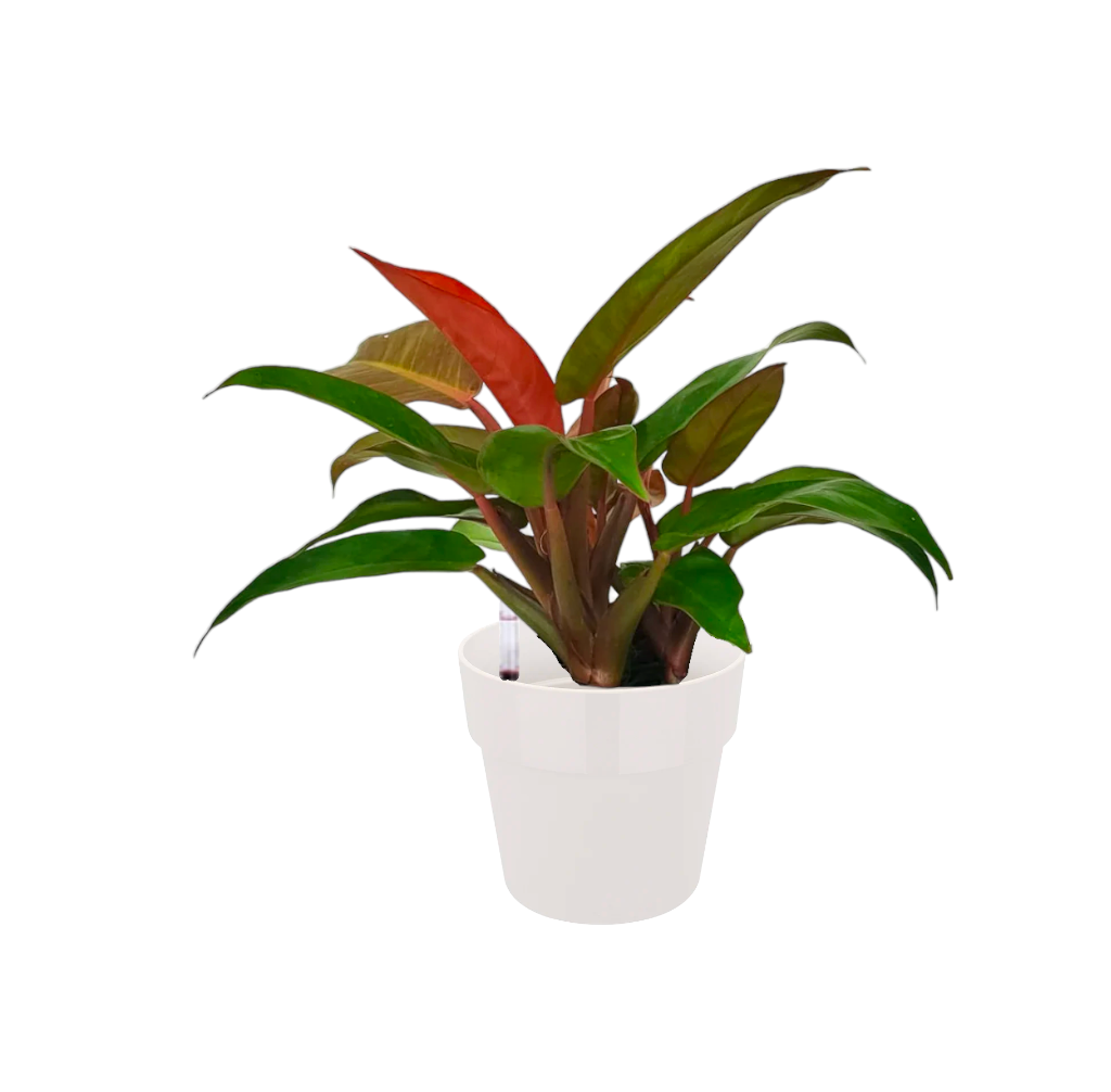 Philodendron 'Sun Red' in White B For Original Round 18cm (0.35m)